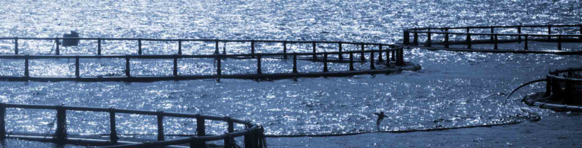 Aquaculture cleaning pumps